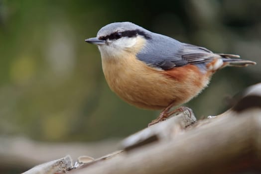 Nuthatch,Sitta europaea