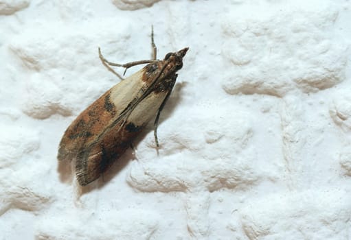 Fruit moth ,Plodia interpunctella