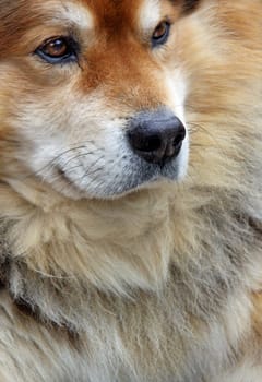 The Eurasier is a &amp #8222 Boy&amp #8220 Dog breed. It has its origins in a combination breeding of the very original dog breeds Wolfsspitz,Chow-Chow and Samoyed. This model works on a TfB (time for bones) basis