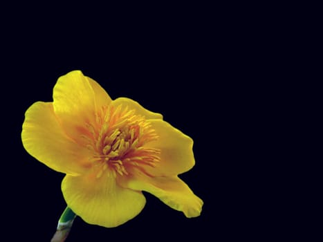 In Switzerland,the marsh marigold is also known as &amp #8222 Bachbombele&amp #8220 known. It grows in swampy meadows,at springs,streams and ditches,in swamp and alluvial forests. It was the flower of the year 1999.