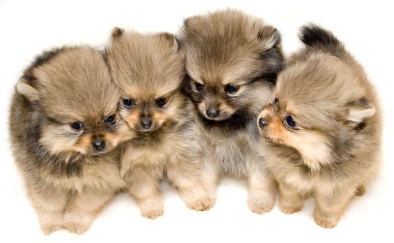Puppies