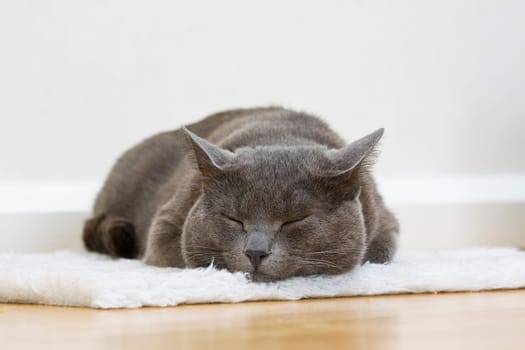 sleepy gray cat