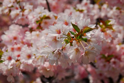 flowerage