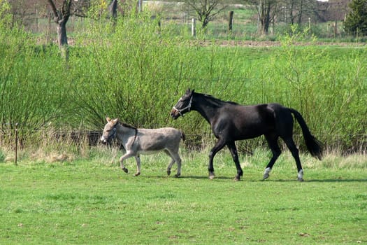 Horse and donkey in the pasture
