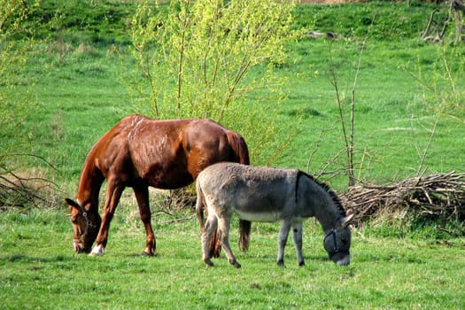 Horse and donkey in the pasture