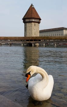 Lucerne,swan in front of Kapellbr&amp #65533 with water