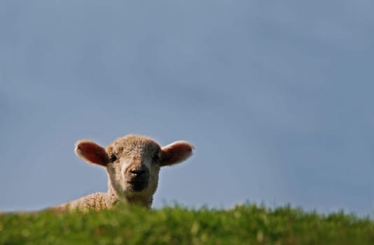 sheep