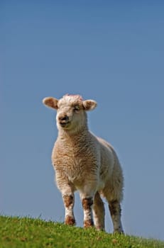 sheep