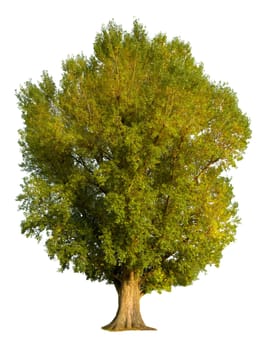 Poplar isolated on white
