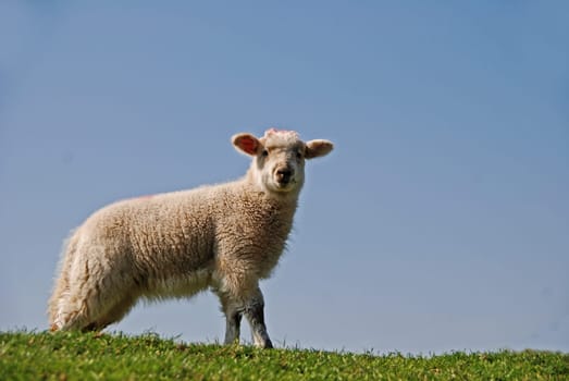 Lamb