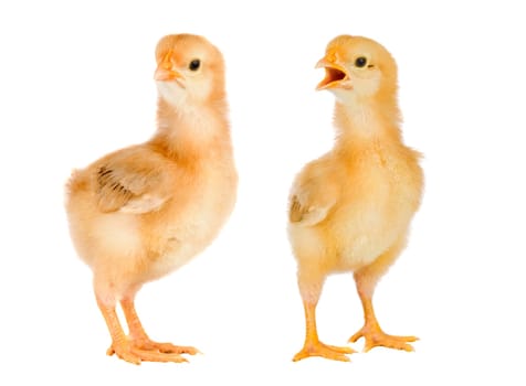 Two yellow little chickens