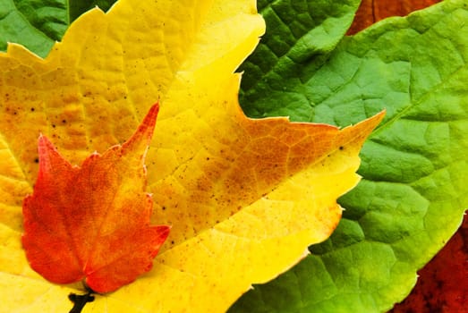 Colorful Leaves