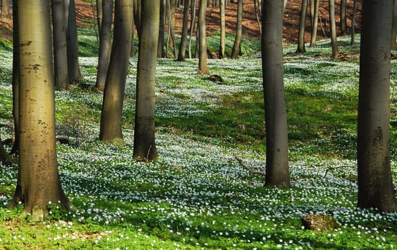 Looking into the forest