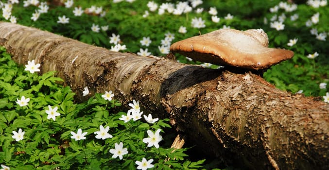 On the forest floor