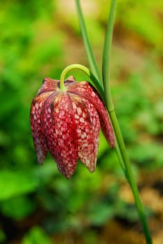 Checkerboard Flower