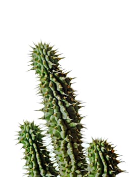 Diet cactus Hoodia Gordonii
