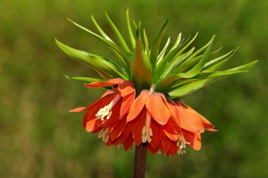 fritillaria imperialis,imperial crown,garden,allotment,spring,spring