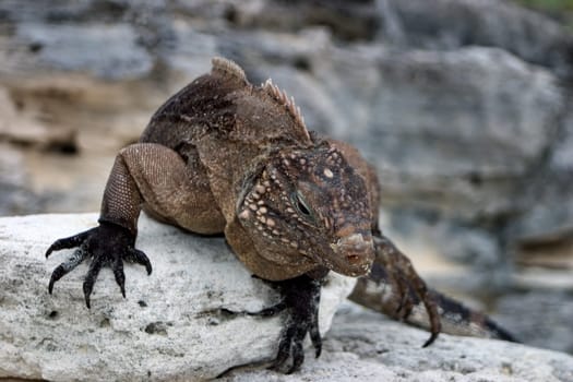 Cuban Belttail Iguana