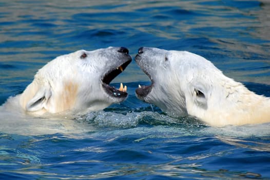 Polar bear