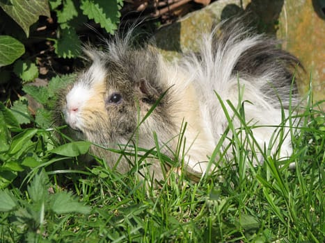 Guinea Pig Longhair