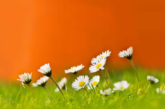 Daisies in spring
