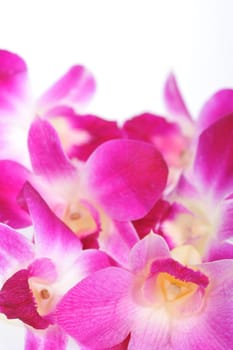 Pink Orchids