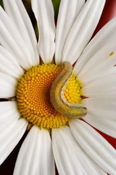 caterpillar on the daisy