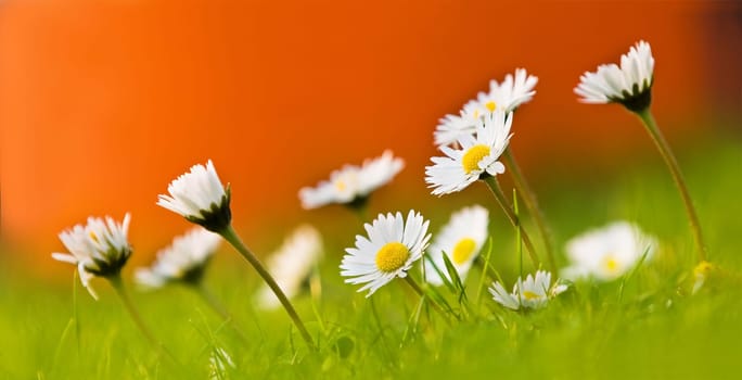 Daisy Panorama