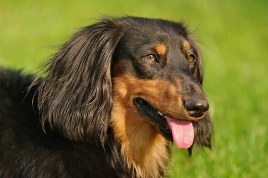 Long-haired dachshunds