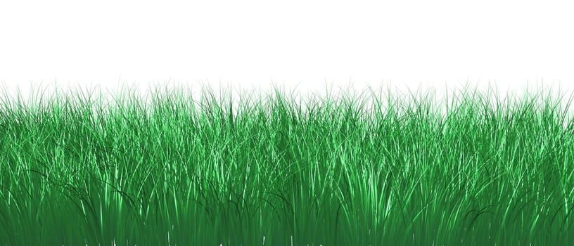 Grass Isolated