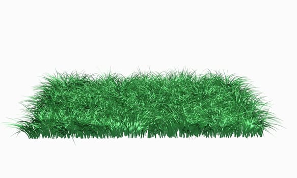 Grass Isolated