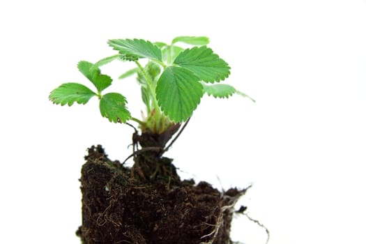 Young Plant-Strawberry
