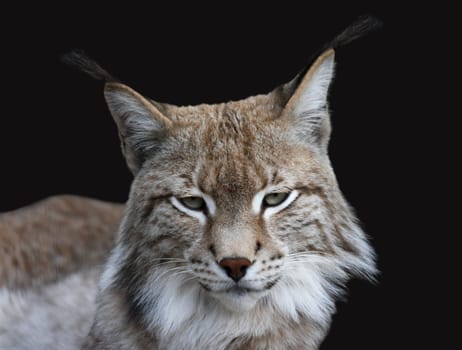 Lynx Portrait