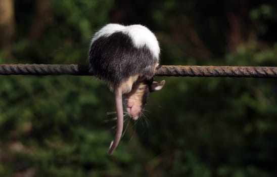 Mouse Kallabums