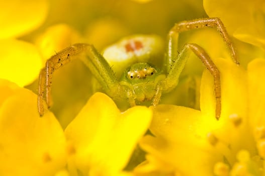 Crab spider