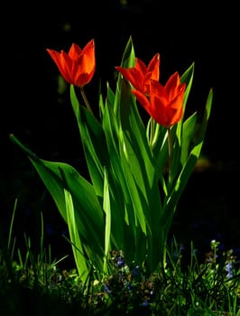 red tulips