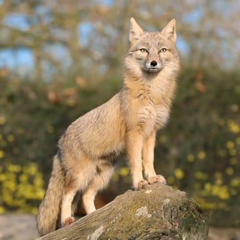 Fox on his lookout