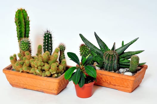 Cacti Cactus