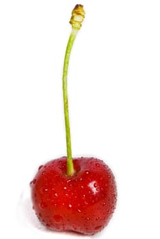 Single Cherry