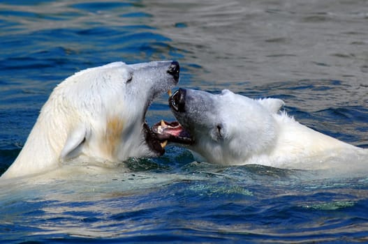 Polar bear
