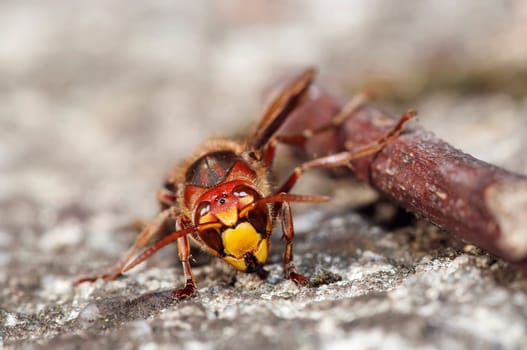 mandibles of giant hornet