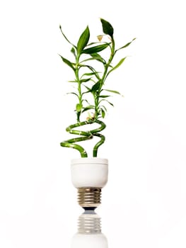 Eco light bulb with bamboo