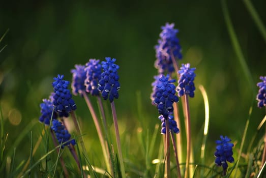 Grape hyacinth