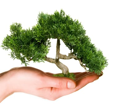 Hand holding tree