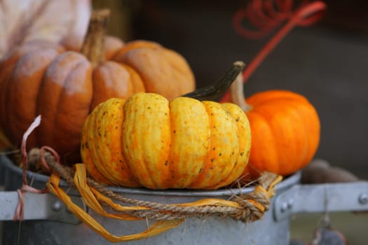 Pumpkin