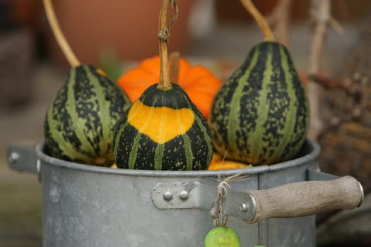 Pumpkin