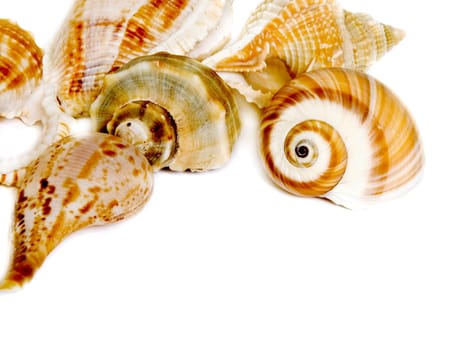 Seashell on white