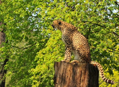 Cheetah observes its surroundings.