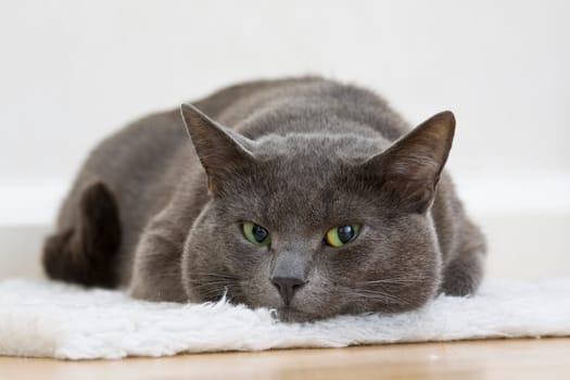gray cat