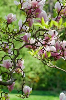 Magnolias in Fr&amp #65533 Ühling